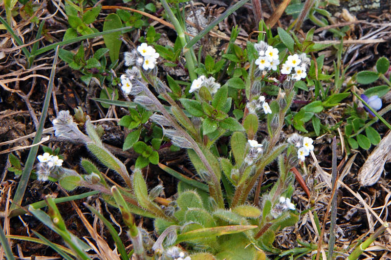 Anchusa? no, Myosotis